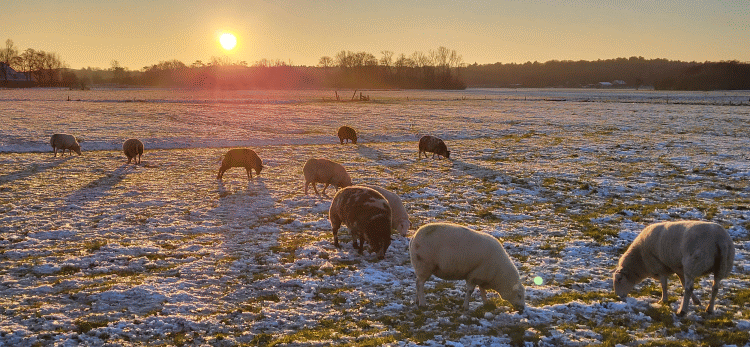 Ananda blog - Boer Ruud