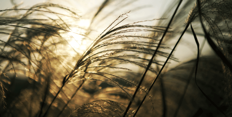 Ananda blog - Fragile