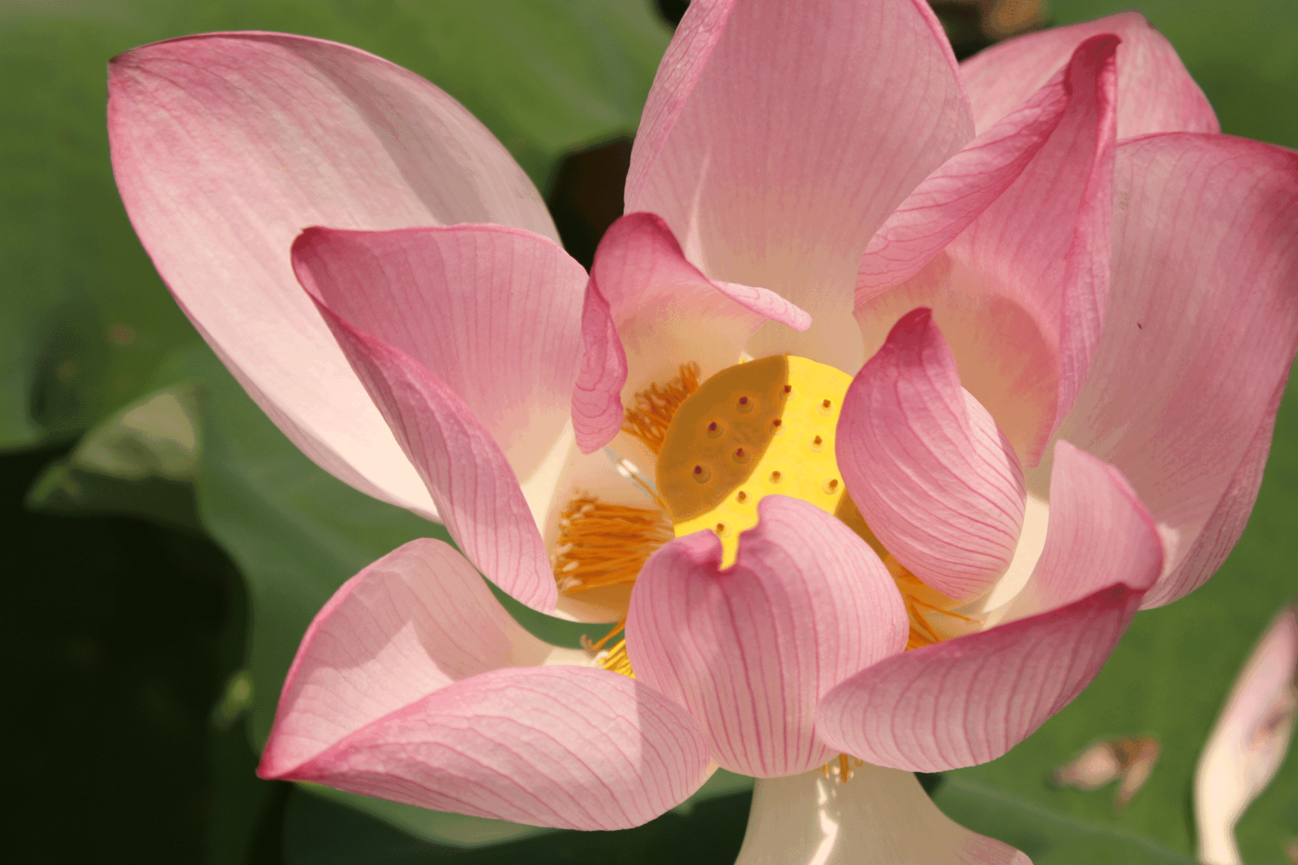 Ananda yoga blog - G-O-D