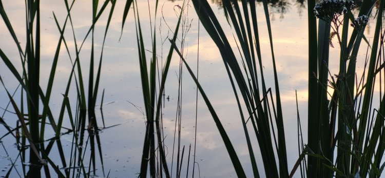 Ananda Yoga Blog - Zomer