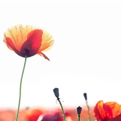 Dru-yoga-weekend-retraite-november-2025