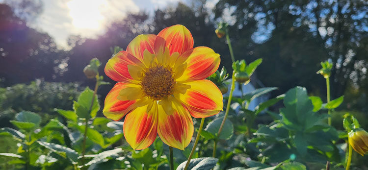 Ahimsa-blog-Ananda-Yoga