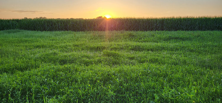 Lege-midden-Ananda-Yoga-blog