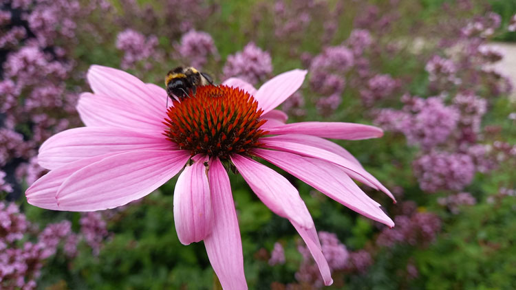 Deze-zomer-Ananda-Yoga-blog